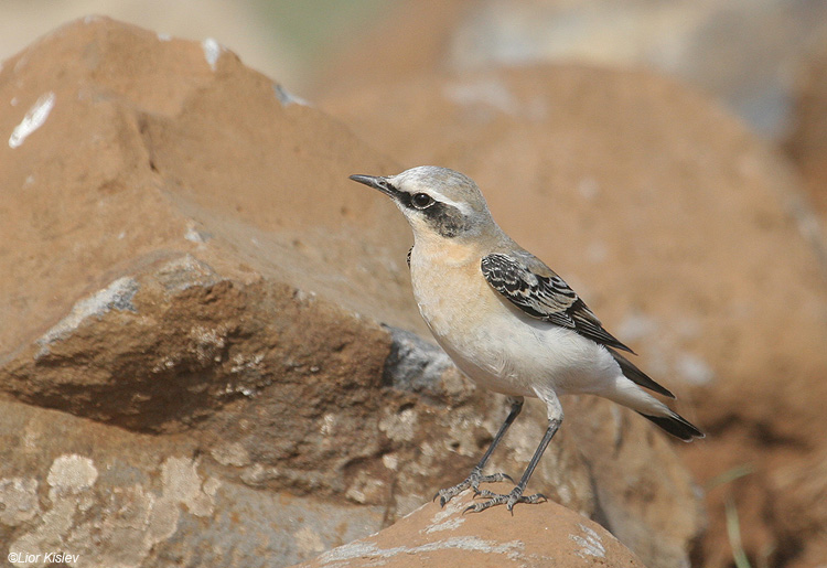    Northern Wheatear Oenanthe oenanthe  , , 2009. :  